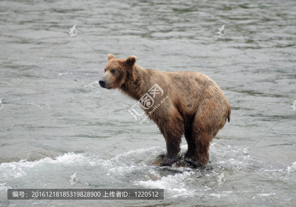 大Brown,Bear在河里釣鮭魚