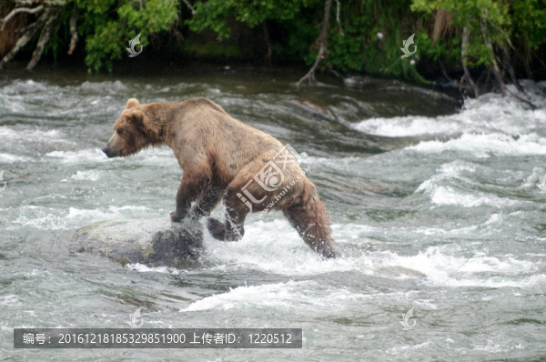 大Brown,Bear在河里釣鮭魚