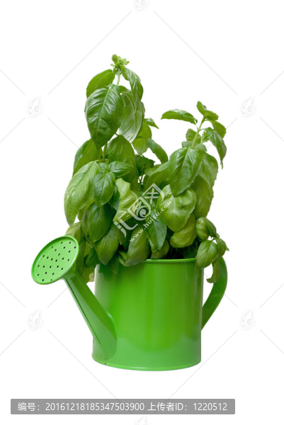 羅勒生長(zhǎng)在一個(gè)噴壺