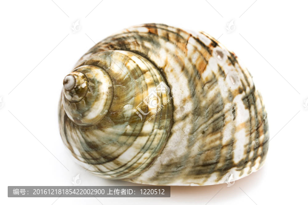 螺旋形的貝殼