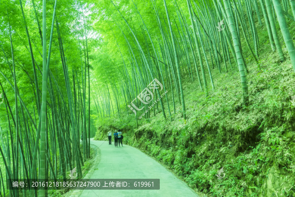 竹林小路
