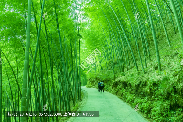 竹林小路