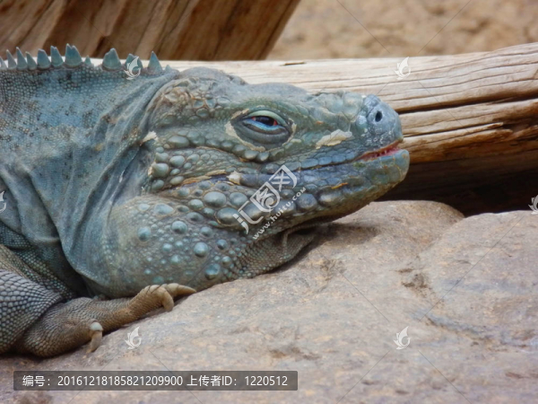 大開(kāi)曼島藍(lán)鬣蜥（Cyclura,lewisi）