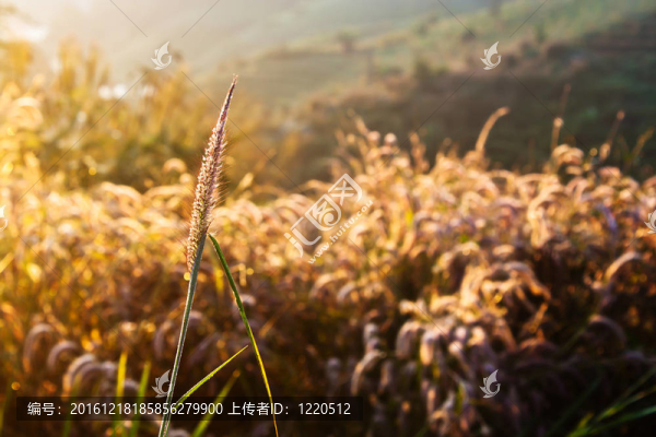 夏日大背景下的小麥