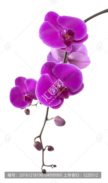 紫色的蘭花