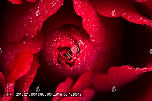 紅玫瑰特寫