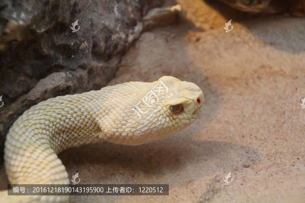 白色的大蟒蛇