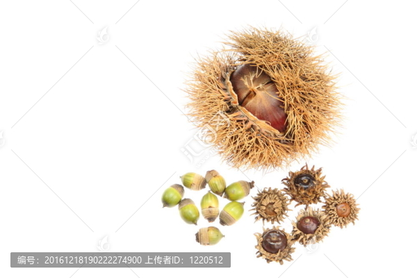 板栗和橡實(shí)