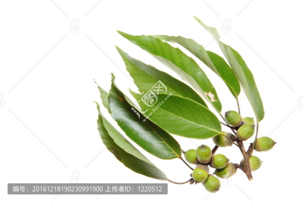 樹葉和果實(shí)