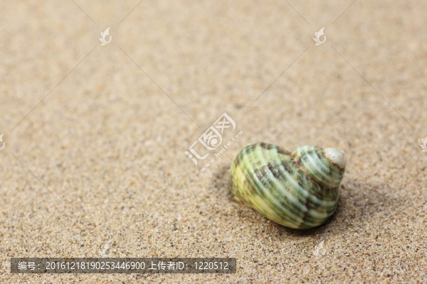 沙灘上的貝殼