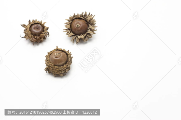 橡子