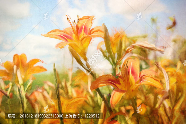 橙色的萱草的數(shù)字繪畫