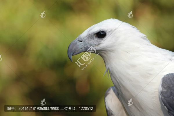 白腹海雕