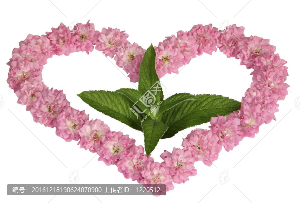 粉紅色的綠色芽