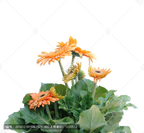 非洲菊離體