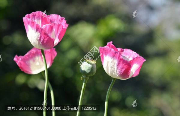 罌粟花