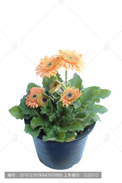 非洲菊離體