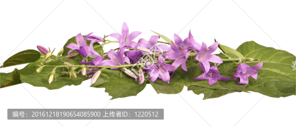 丁香手搖鈴在白色背景