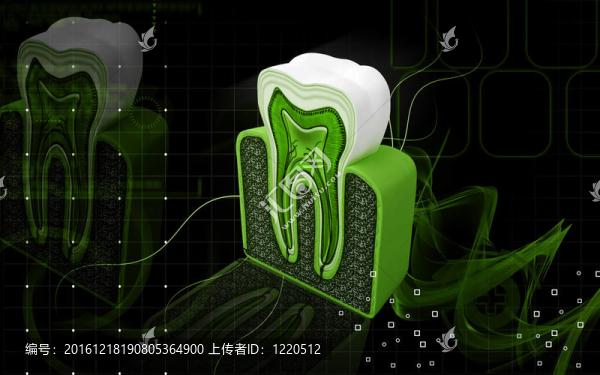 牙齒的橫截面