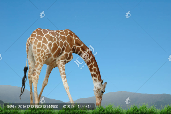 長頸鹿