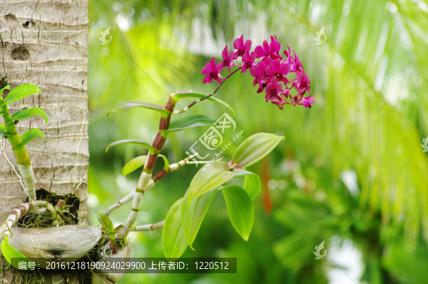 蘭花