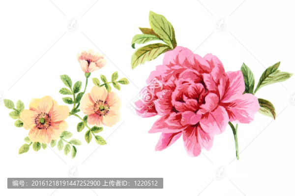 水彩畫中花的色彩闡釋