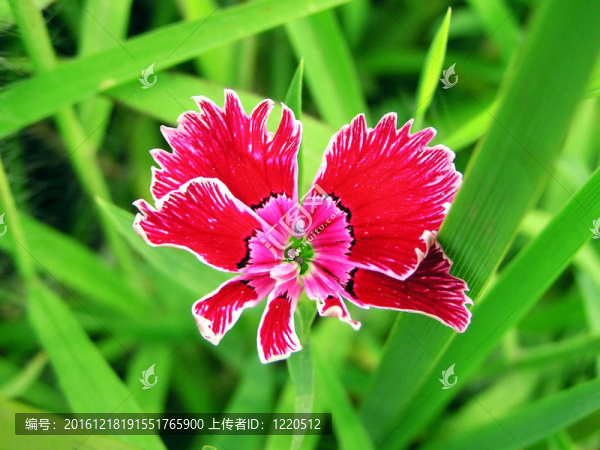 新鮮的康乃馨花野