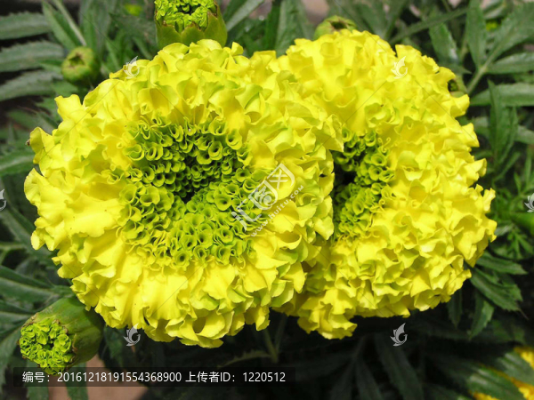 萬壽菊花