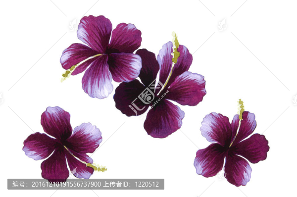 水彩畫中花的色彩闡釋