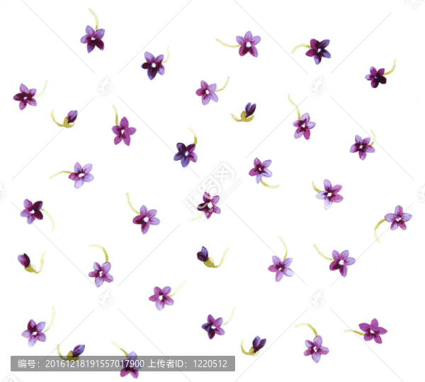 水彩畫中花的色彩闡釋