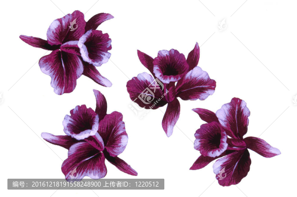 水彩畫中花的色彩闡釋