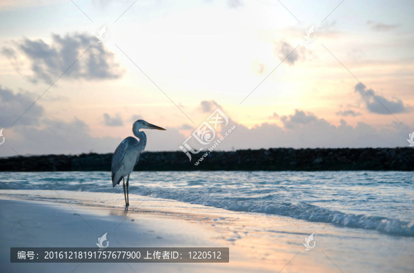 海灘上的一只蒼鷺