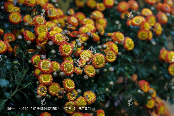 小菊花
