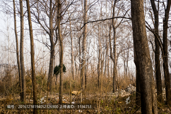 秋天樹林