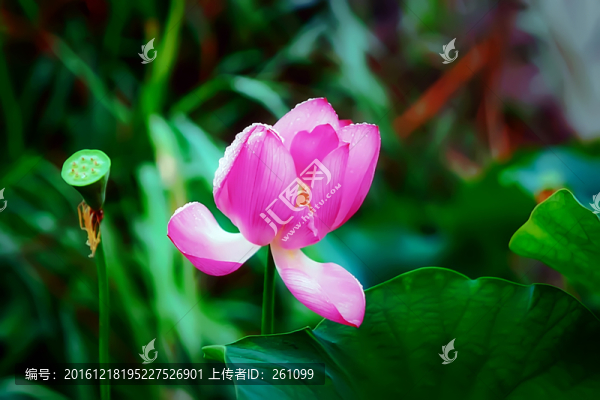 荷花,高清無噪