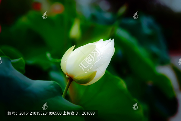 荷花,高清無(wú)噪