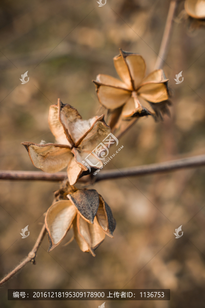 棉花果殼