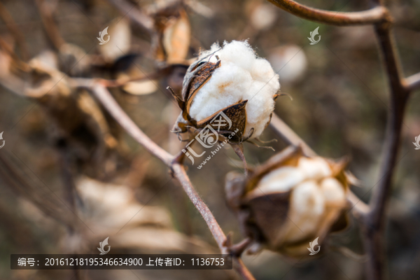 棉花