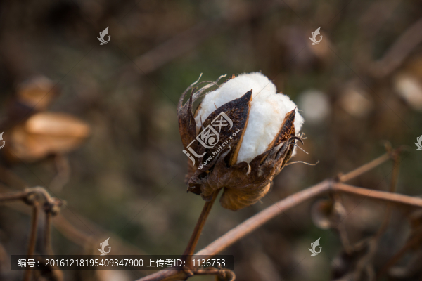 棉花