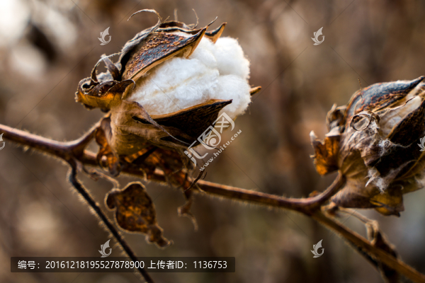 白棉花