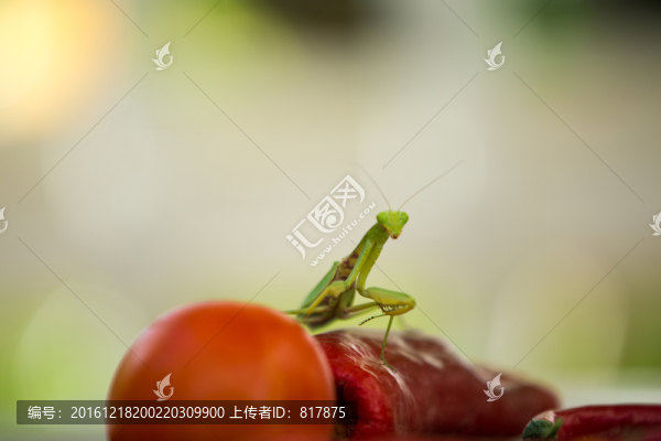 螳螂