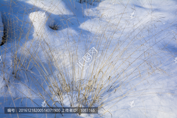 雪韻