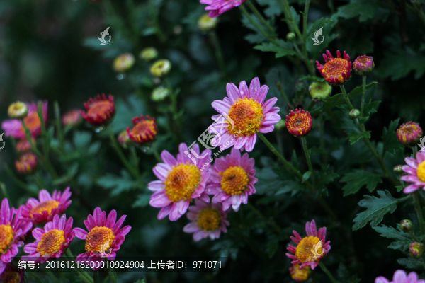 小菊花