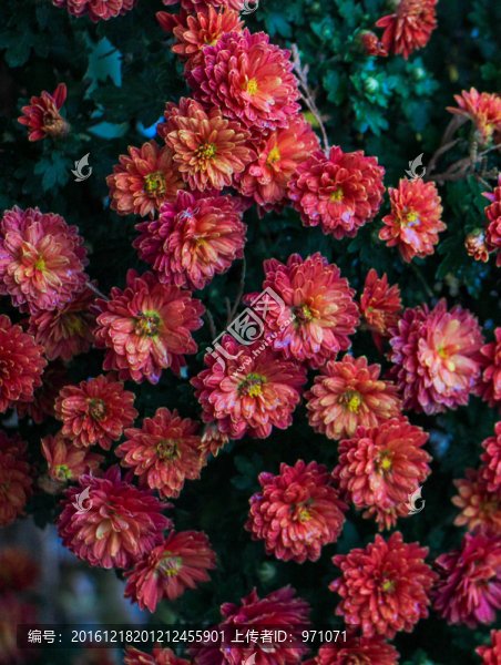 菊花