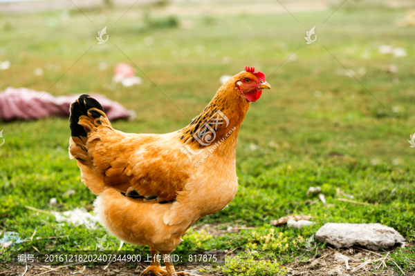 草原雞