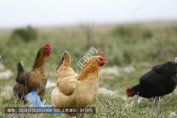 雞