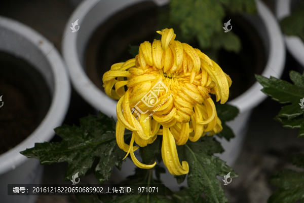 菊花