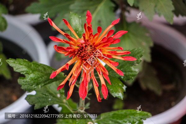菊花