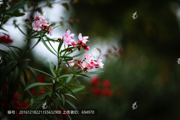 花卉