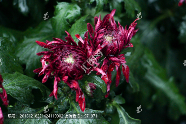 菊花